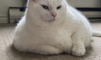 King-duncan Fat-cat Cat Animal Pet Glance