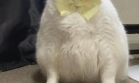 King-duncan Fat-cat Cat Bow Cute