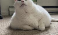King-duncan Fat-cat Cat Glance Pet Fluffy