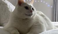 King-duncan Fat-cat Cat Glance Pet White
