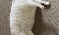 King-duncan Fat-cat Cat Pet White