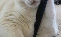 King-duncan Fat-cat Cat Pet White Glance