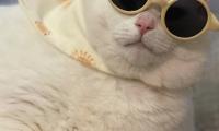 King-duncan Fat-cat Cat Sunglasses Funny