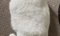 King-duncan Fat-cat Cat White
