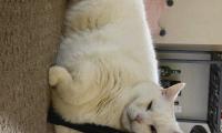 King-duncan Fat-cat Cat White Relax