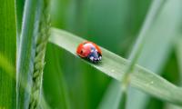 Ladybug Insect Grass Leaf Macro