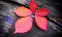 Leaf Veins Red Wood Macro