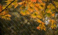 Leaves Branches Fence Macro Autumn