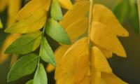 Leaves Branches Yellow Green Macro