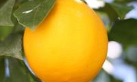 Lemon Fruit Citrus Branch Leaves Macro