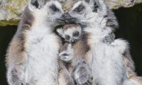 Lemurs Animals Family Love