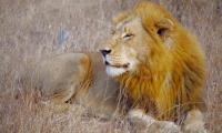 Lion Animal Predator Mane Big-cat