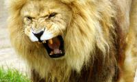 Lion Animal Predator Roar Big-cat