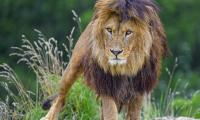 Lion Glance Predator Big-cat