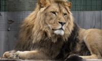 Lion Predator Glance Big-cat