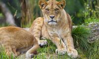 Lioness Animal Glance Predator Big-cat