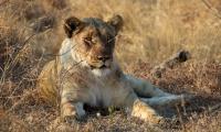 Lioness Animal Predator Big-cat Wildlife