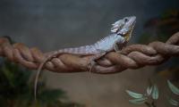 Lizard Reptile Leaves Macro