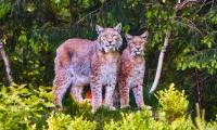 Lynx Animals Predators Wildlife