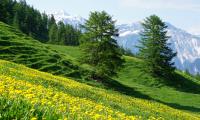 Mountains Slope Flowers Trees Summer Landscape Nature