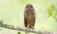 Owl Bird Branch Focus Wildlife