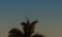 Palm-tree Tree Leaves Sky Twilight