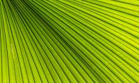 Palm Leaves Green Macro