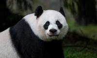 Panda Glance Animal
