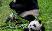 Pandas Animals Cub Family Leaves