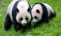 Pandas Animals Family
