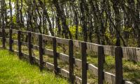Park Trees Grass Fence Nature