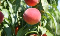 Peaches Fruit Ripe Branches Leaves Macro