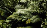 Plants Leaves Tropics Green