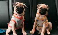 Pugs Dogs Animals Pets Cute Funny