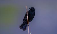 Raven Bird Branch