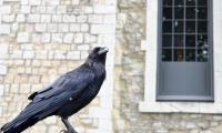 Raven Bird Feathers Watching