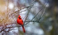 Red-cardinal Bird Branches Red