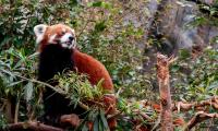 Red-panda Animal Tree Leaves