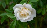 Rose Petals Flower Macro White