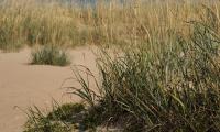 Sand Grass Nature