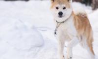 Shiba-inu Dog Pet Run Snow Winter