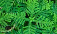 Spruce Needles Branches Plant Green Macro