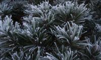 Spruce Needles Frost Macro