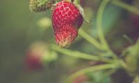 Strawberry Berry Plant Leaves Macro
