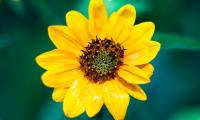 Sunflower Flower Petals Yellow Wet Macro