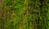Tree Bark Moss Texture
