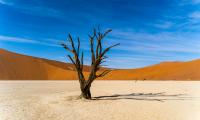Tree Desert Sand Nature