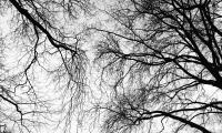 Trees Branches Sky Black-and-white
