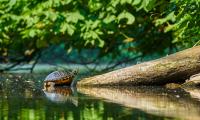 Turtle Water Log Reflection