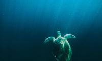 Turtle Water Under-water Light Rays